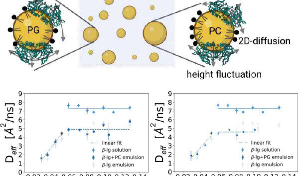 graphic_phospholipids-disrupt-protein-networks_news