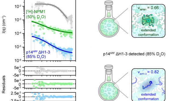 Small-angle neutron scattering data (top left) and modeling residuals (bottom left) for isotopically-labeled NPM1 and p14ARF measured under the contrast conditions are shown on the right. The protein structures were revealed in the highly concentrated gel-like state that exists when the two proteins interact and phase separate.