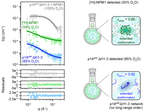 Small-angle neutron scattering data (top left) and modeling residuals (bottom left) for isotopically-labeled NPM1 and p14ARF measured under the contrast conditions are shown on the right. The protein structures were revealed in the highly concentrated gel-like state that exists when the two proteins interact and phase separate. 