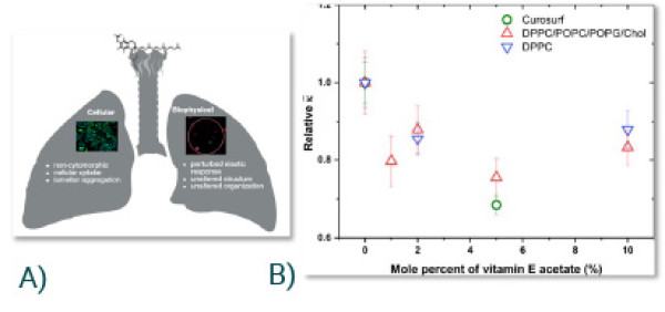 Scientific Achievement Biophysical explanation for the respiratory distress caused by electronic-cigarette/vaping-associated lung injury (EVALI). Significance and Impact Biophysical explanation for the respiratory distress caused by electronic-cigarette/vaping-associated lung injury (EVALI). Research Details Characterized interaction of VEA with PS membranes of increased complexity using high-resolution techniques: small-angle x-ray and neutron scattering (SAXS, SANS) neutron spin−echo spectroscopy (NSE) neutron reflectometry (NR) “Vitamin E Acetate Causes Softening of Pulmonary Surfactant Membrane Models,“ Chemical Research in Toxicology 38 (3), 400-414 (2025) DOI: 10.1021/acs.chemrestox.4c00425